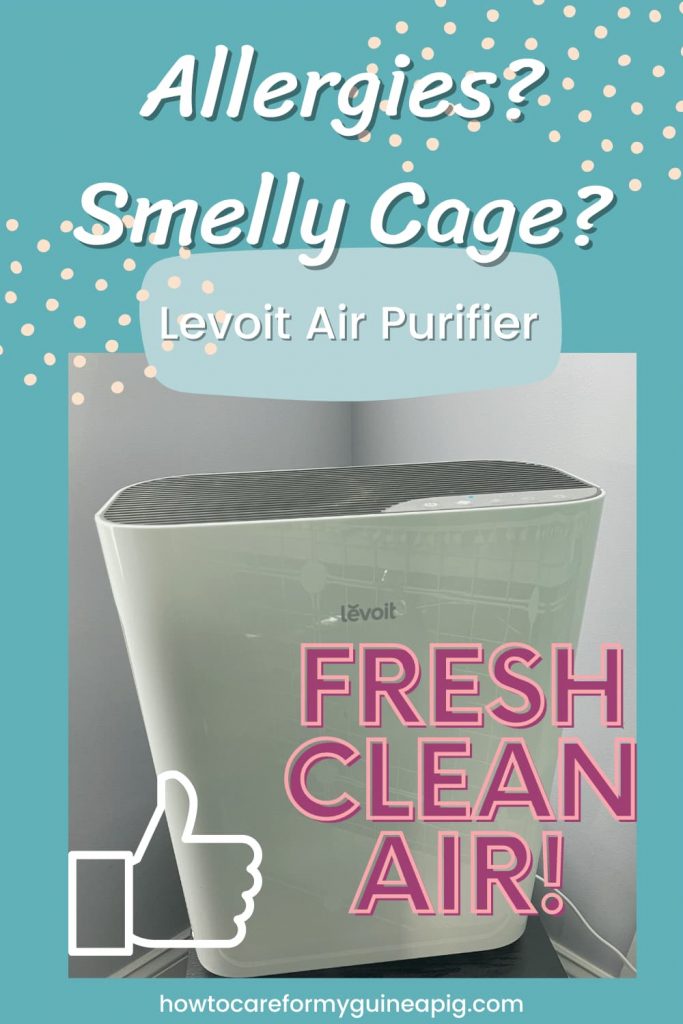 The 9 Most Important Questions to Answer Before Getting a Pet Guinea