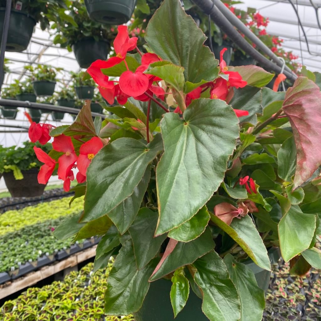 Precision Pink Ivy Leaf Geranium - Buchanan's Native Plants