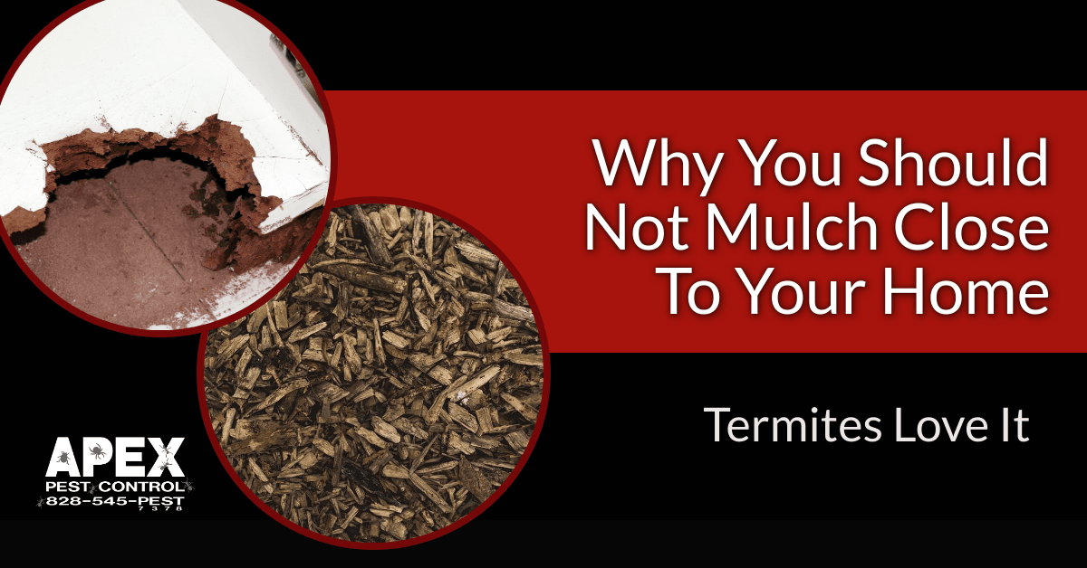 All About Termites apex pest control