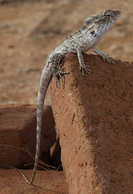 lizard basking in the sun