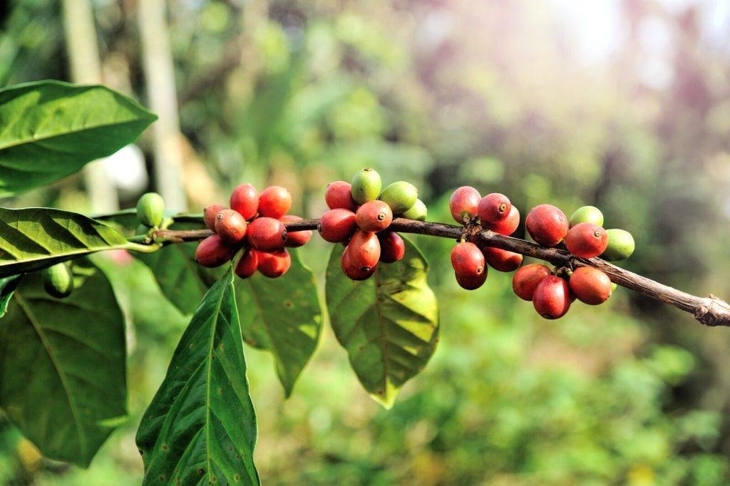 Arabica Coffee cherry