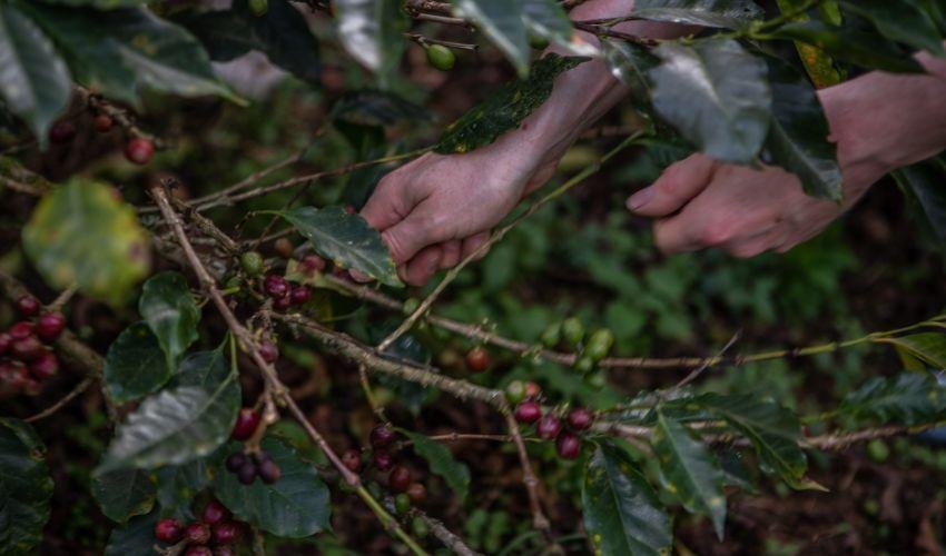 Colombian Coffee cherries