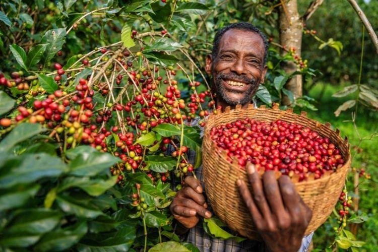 Africa & the Arabian Peninsula coffee