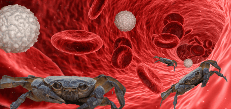 cancer METASTASIS in blood vessel