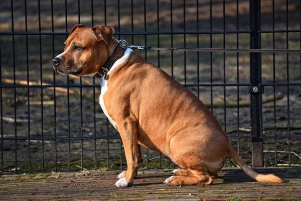 Doppelstabmatte-868-Hund