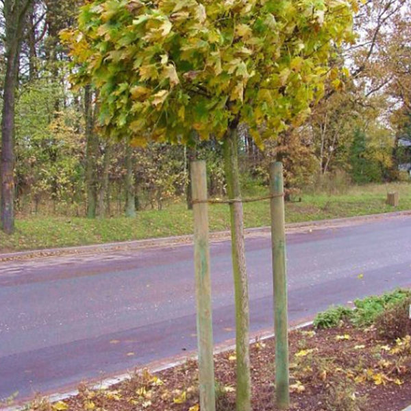 Baumpfaehle gespitzt zum Pflanzen