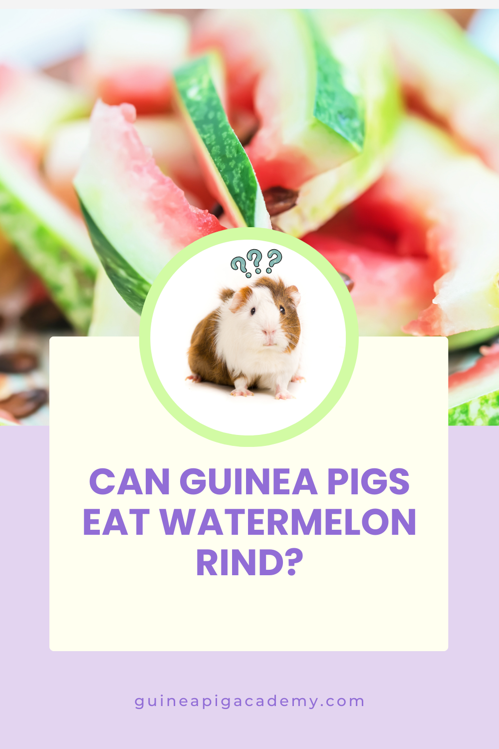 Is watermelon safe shop for guinea pigs