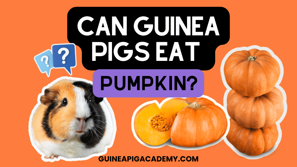 Can guinea pigs shop eat rolled oats