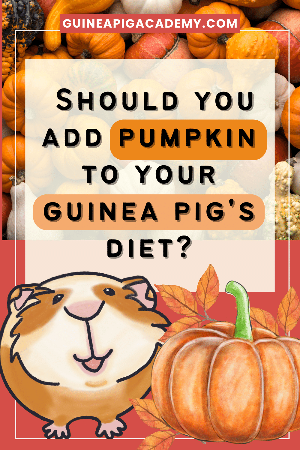 Can guinea pigs outlet eat pumpkin skin