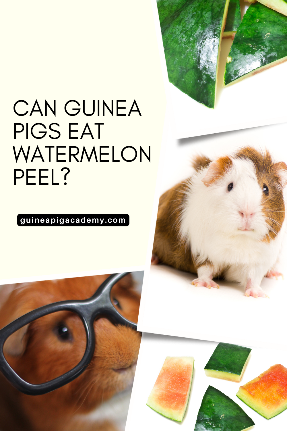 Do guinea pigs outlet eat watermelon