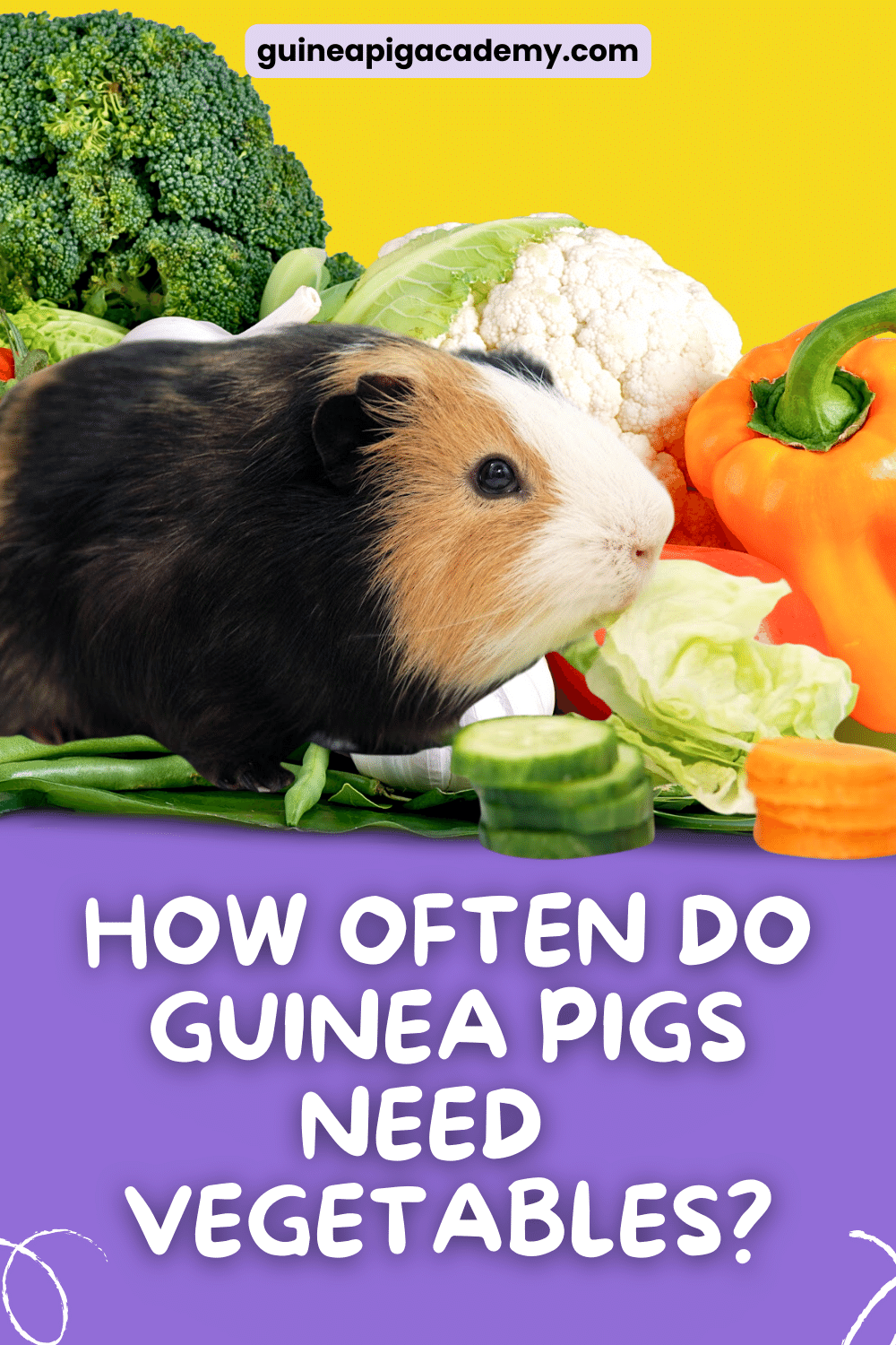 How often do guinea hotsell pigs eat