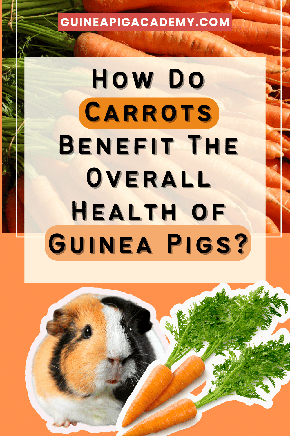 How often can shop guinea pigs have carrots