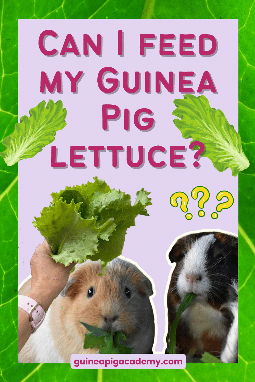 What kind of lettuce can a guinea pig clearance eat