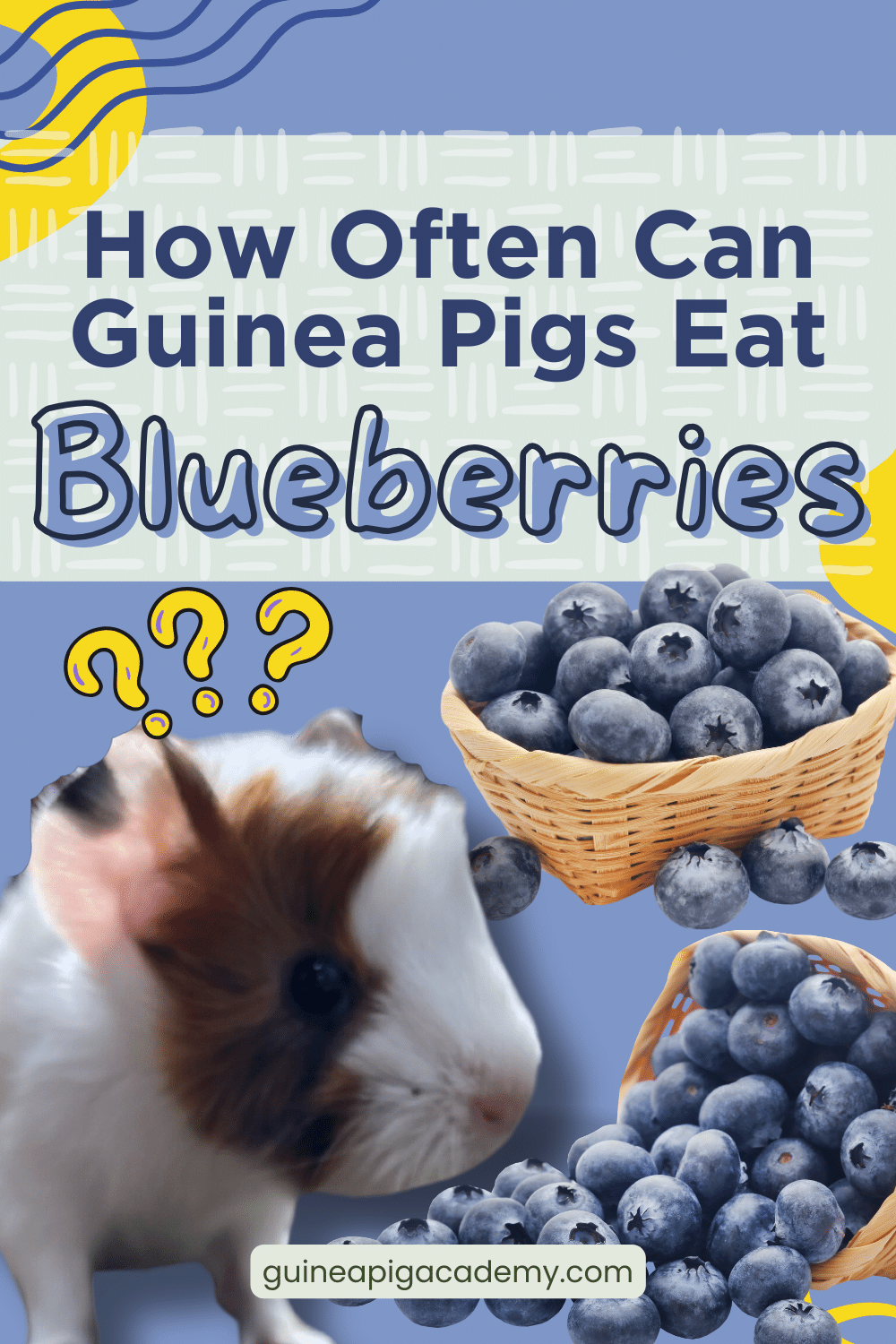 Guinea shop pig blueberry