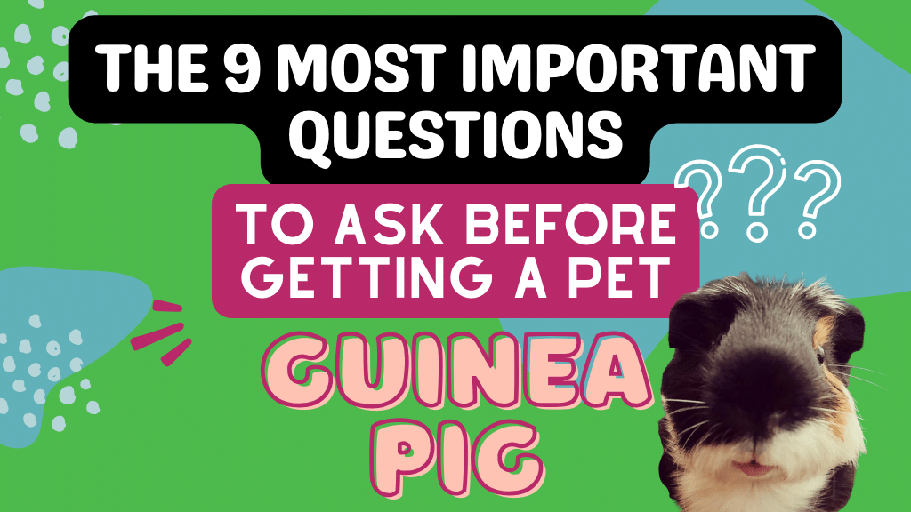 The 9 Most Important Questions to Answer Before Getting a Pet Guinea Pig