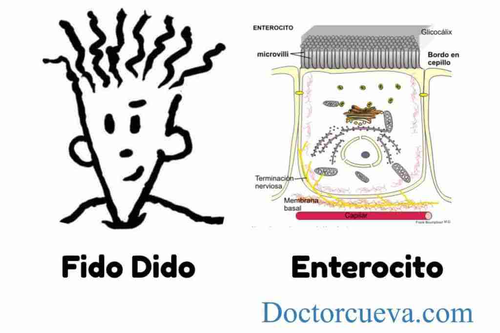 síndrome del intestino permeable enterocito