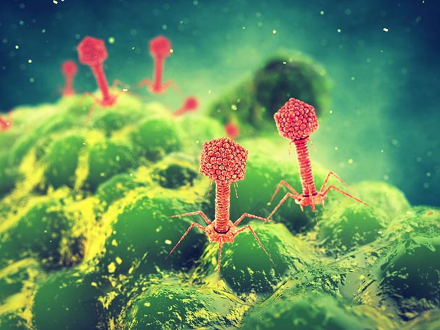 Phage Therapy and Probiotics