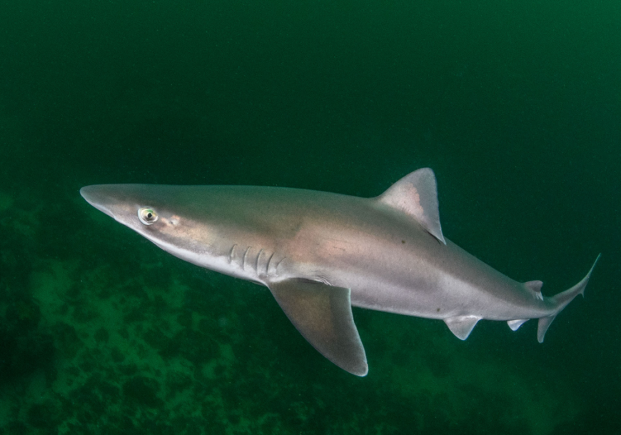Shark Week: Tope Sharks in Ireland