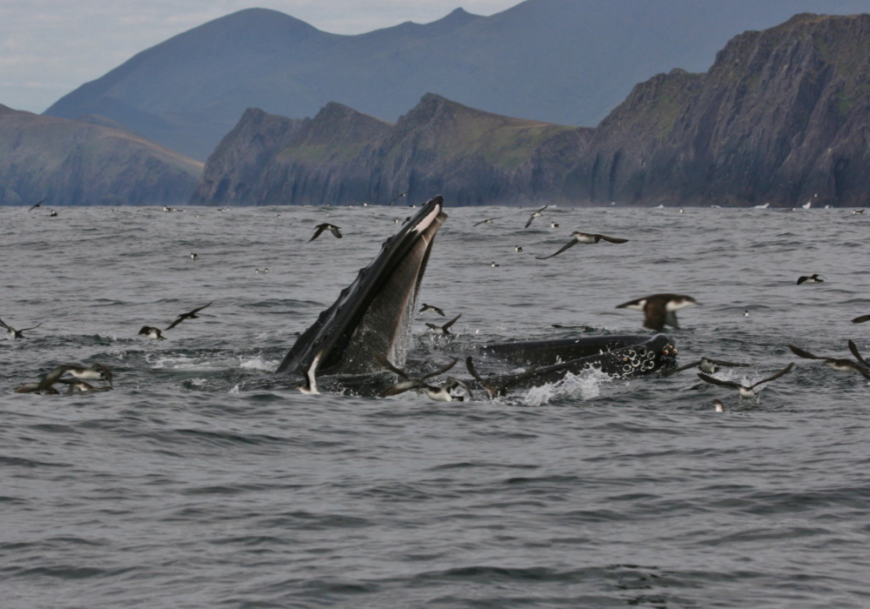 Whales & dolphins of the Greater Skellig Coast Hope Spot