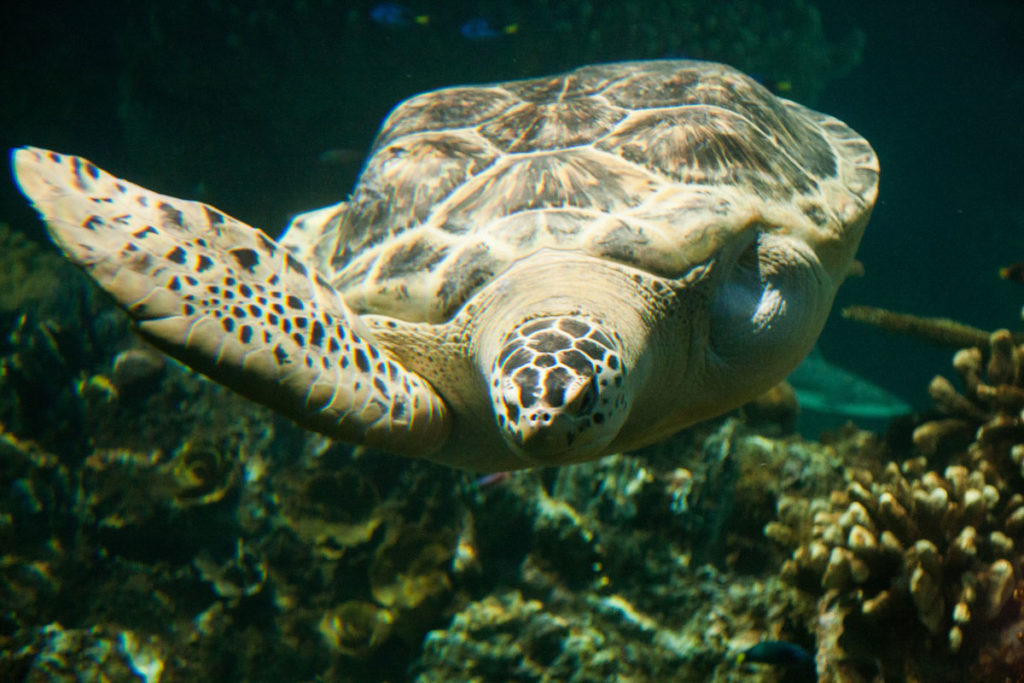 calypso-green-sea -turtle