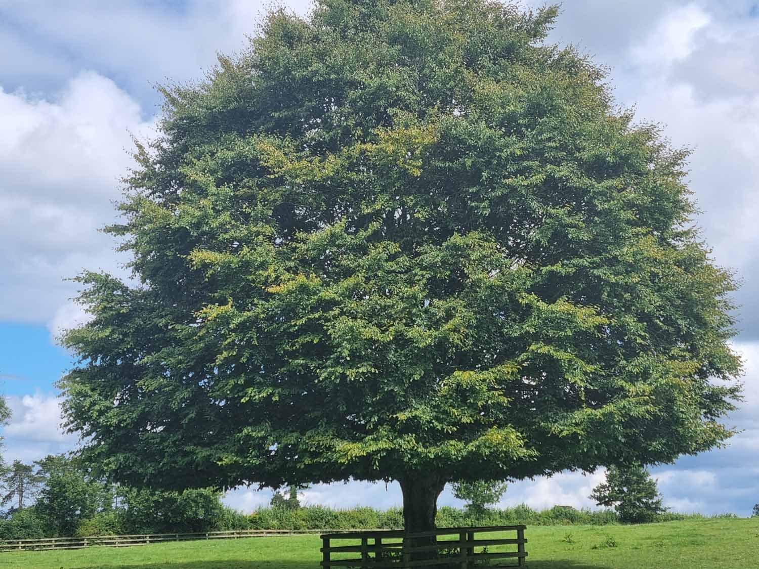 Beech Trees, Native Irish Trees For Sale Ireland Hedging.ie