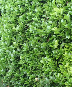 Hedging Plants, Bareroot Hedges For Sale In Ireland | Hedging.ie