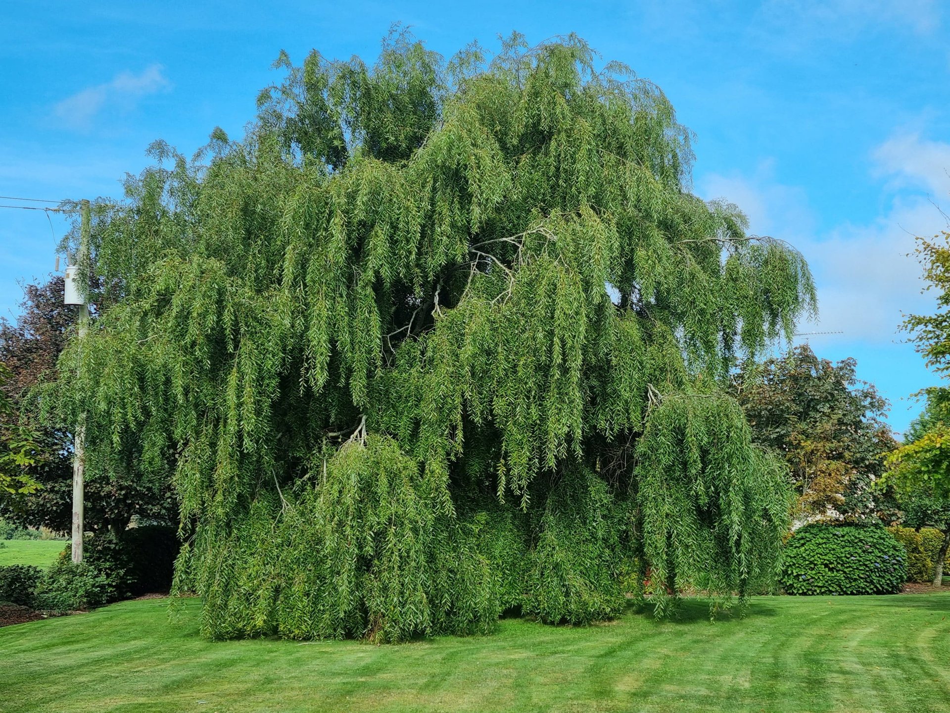 Weeping Willow Trees For Sale Ireland | Hedging.ie