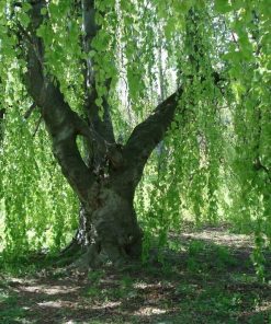 Weeping Willow Trees For Sale Ireland