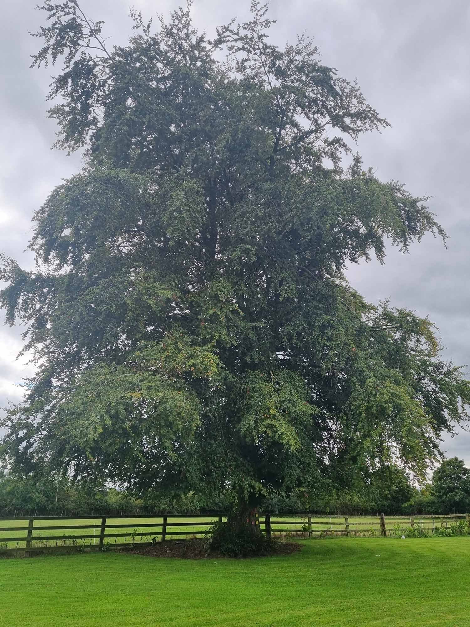 beech-trees-native-irish-trees-for-sale-ireland-hedging-ie