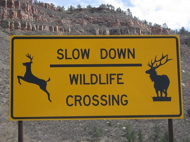 Slow down Wildlife Crossing Yellow Sign