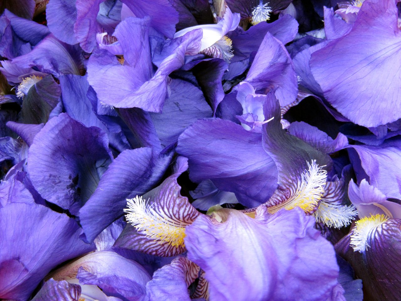 Iris colorante per Lana