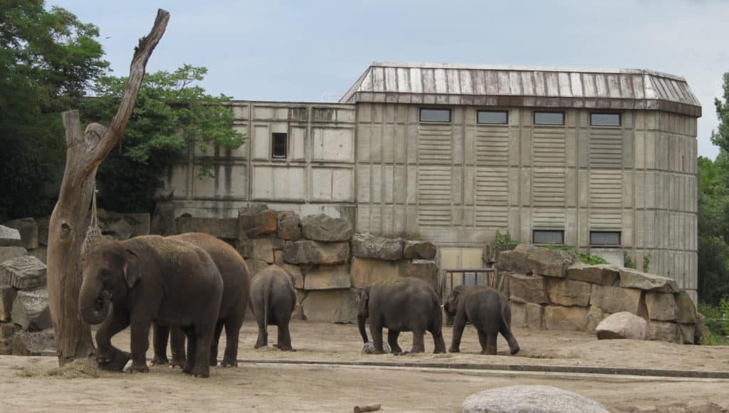 Buddybären Gratulieren Zum 65. Tierpark- Geburtstag In Berlin ⋆ Adeba