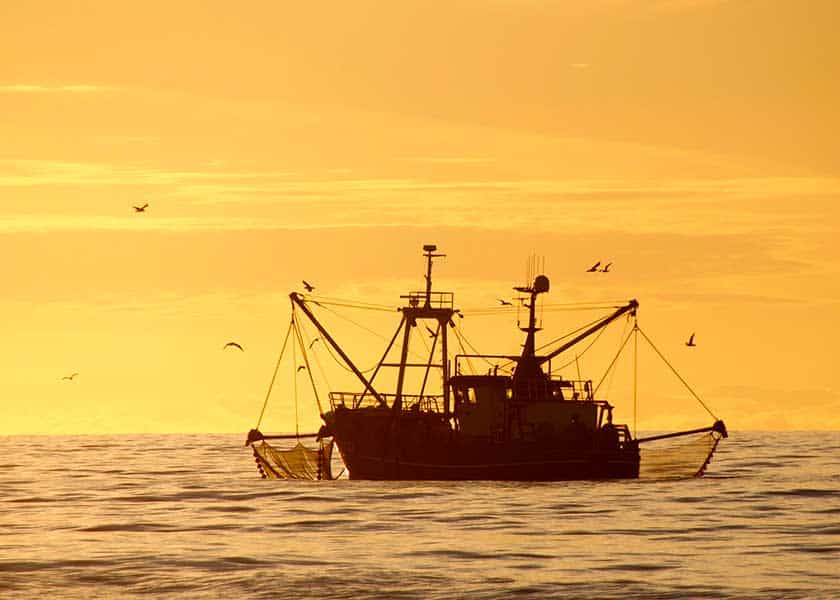Oplev roen i aftenlyset reflekteret på vandet, når en rejekutter sejlende fisker går ud på havet. Nyd den fredelige atmosfære i solnedgangen og den fængslende udsigt over havet.