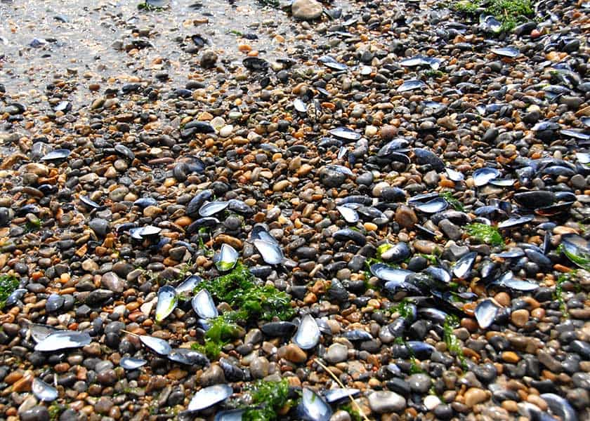 Blåmuslingerskaller i stort antal er skyllet op på stranden ved seneste højvande