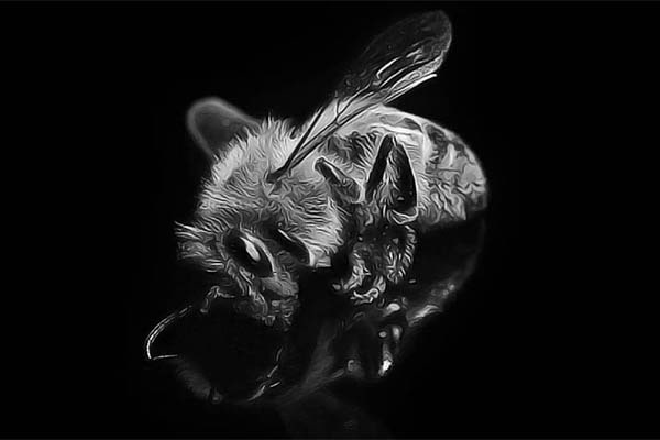 help-save-our-bees-dead-bee-on-black-background