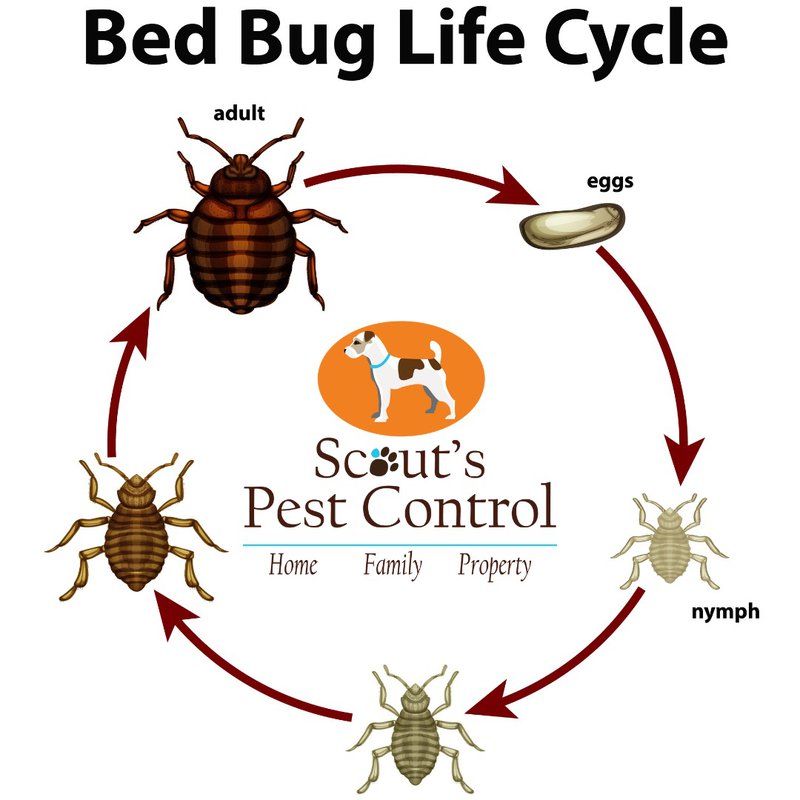 Does Bed Bug Heat Treatment Work Better Than Chemical?
