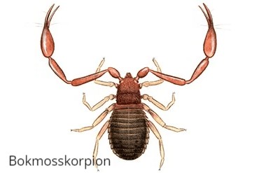 Bokmosskorpion