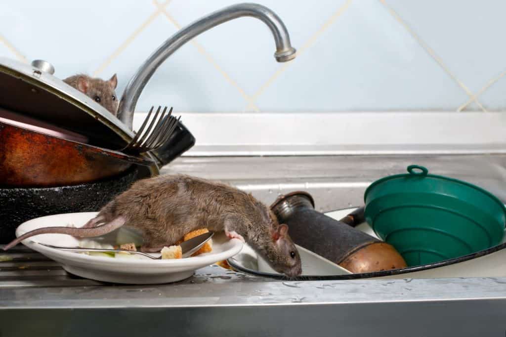 rotte på kjøkkenet
