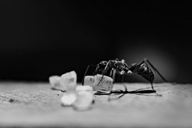 Kjerringråd mot maur