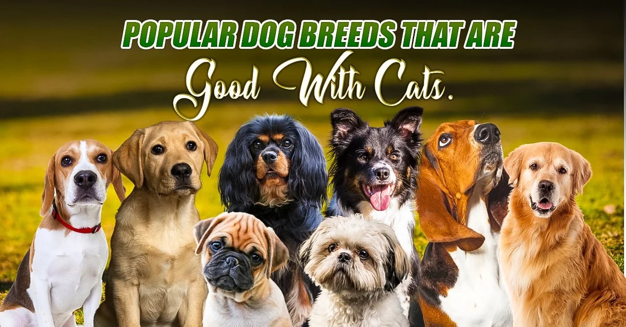 Trending best sale dog breeds