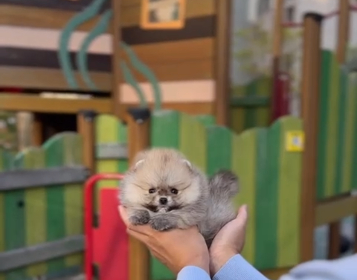 Teacup Pomeranian boy from korea