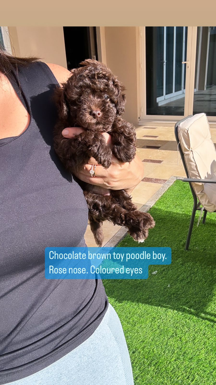 Chocolate brown toy poodle boy. Rose nose. Colored eyes