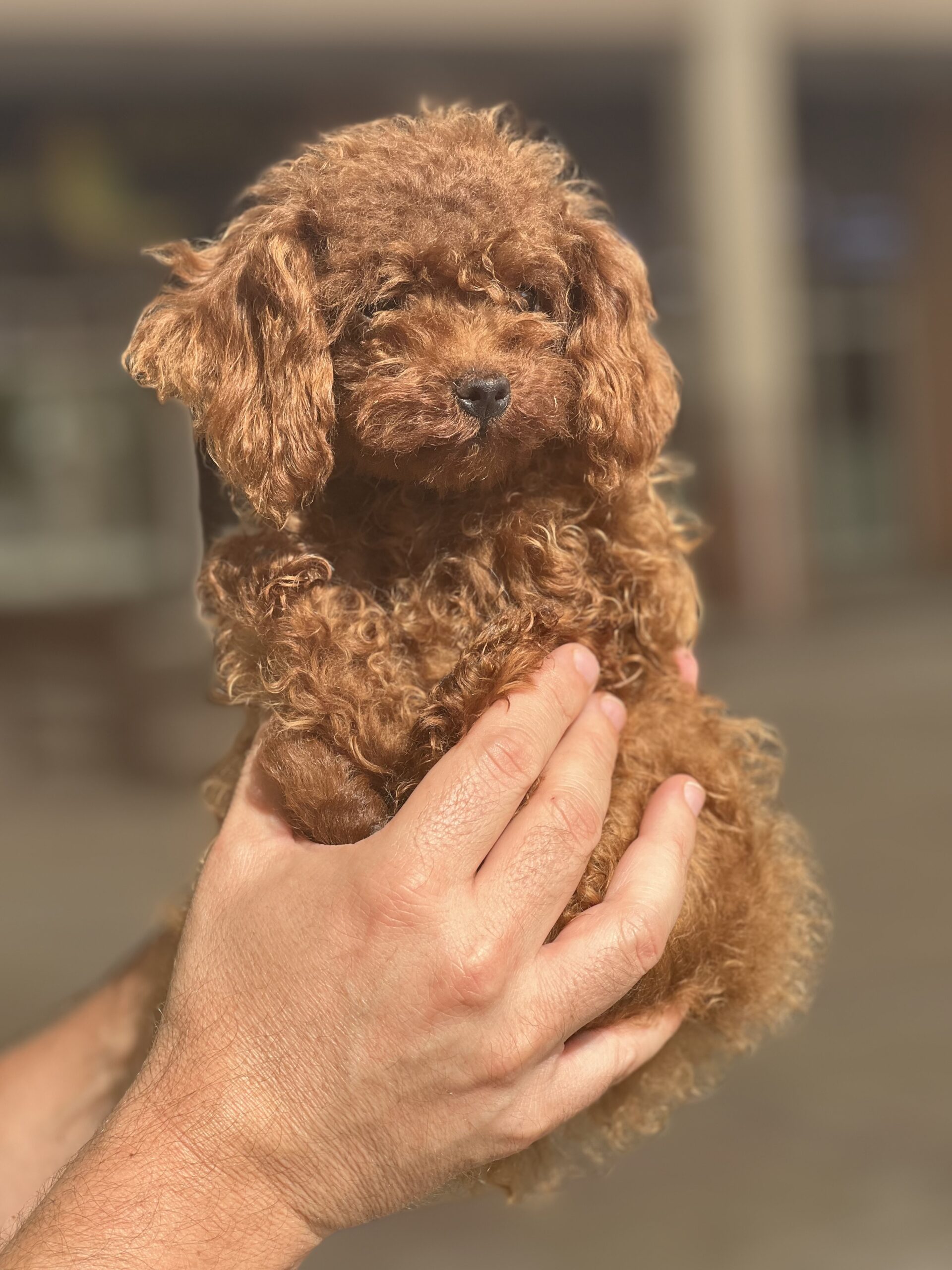 Teacup Poodle from SouthKorea