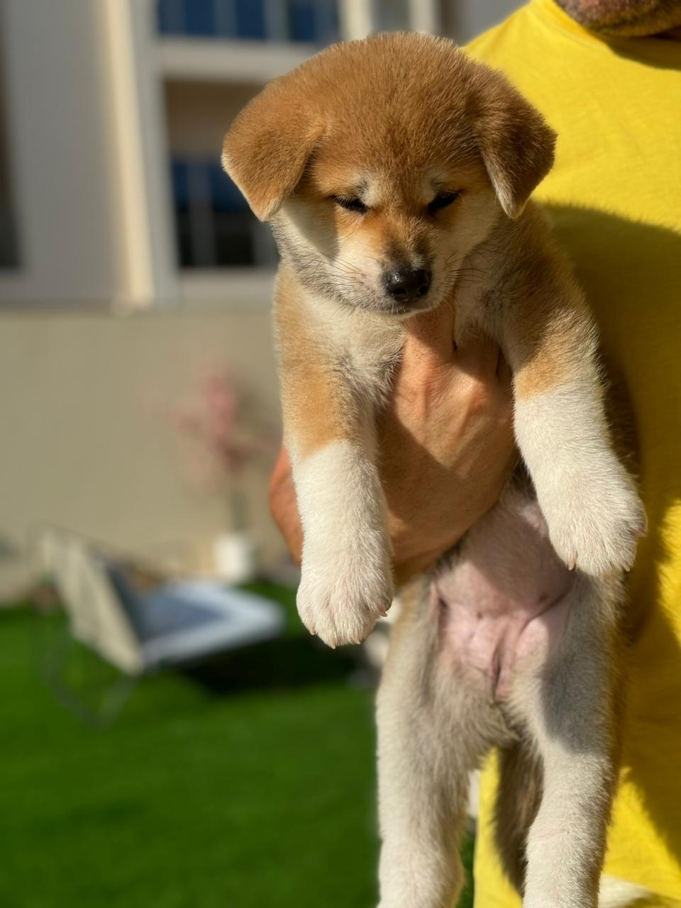 Female Japanese Akita For Sale Available Japanese Akita Puppies