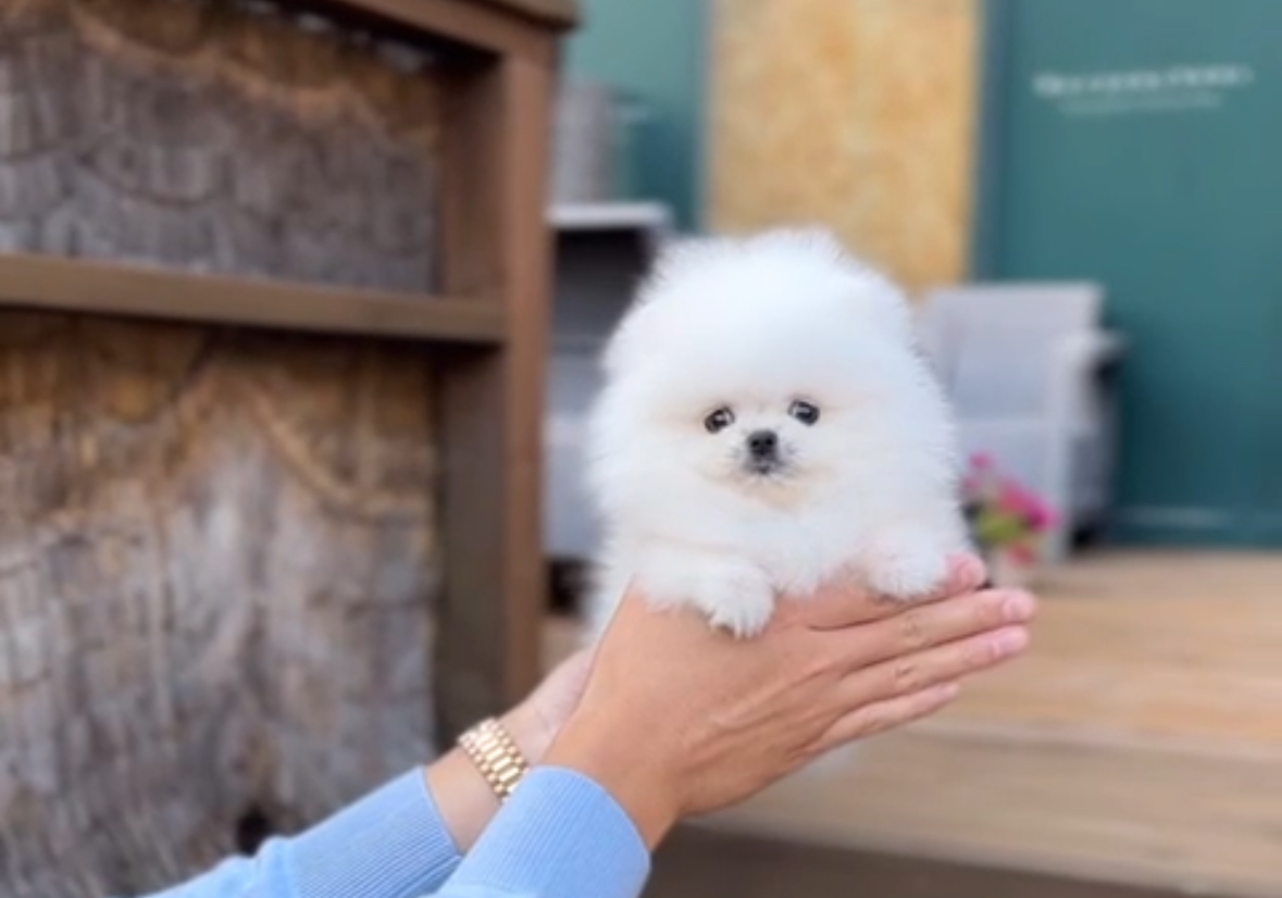 Teacup Pomeranian girl from korea