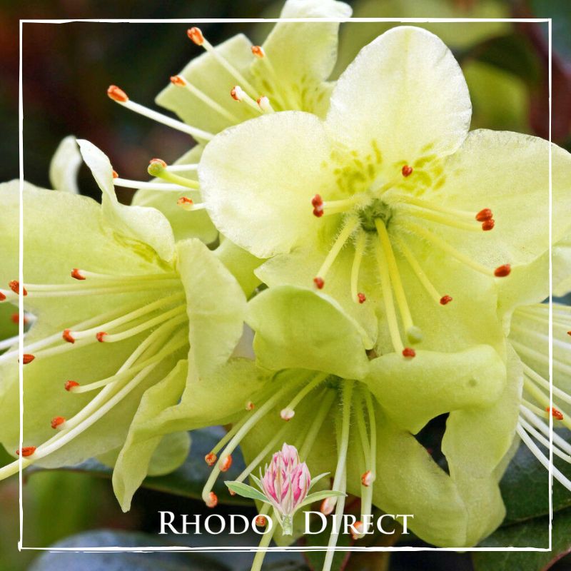 Rhododendron Shamrock - RhodoDirect: Buy Rhododendrons Online in New ...