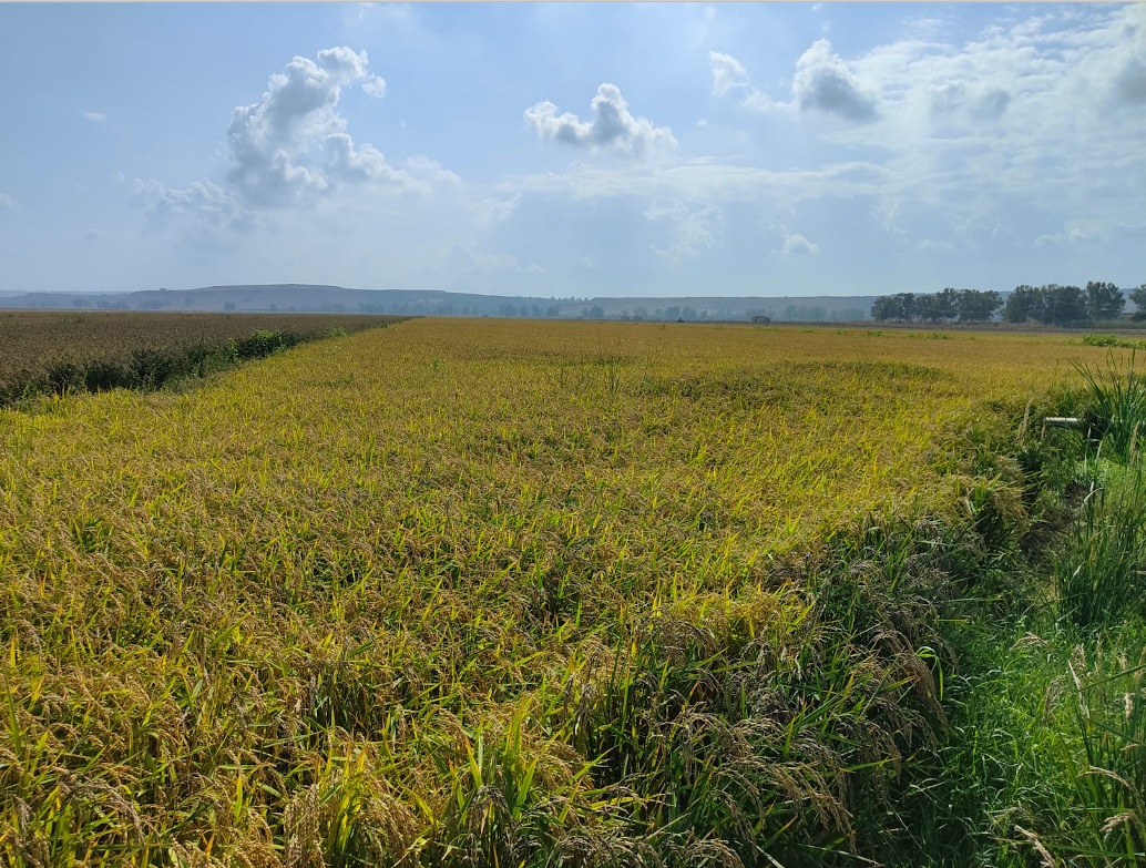 foto di un impianto di produzione del riso