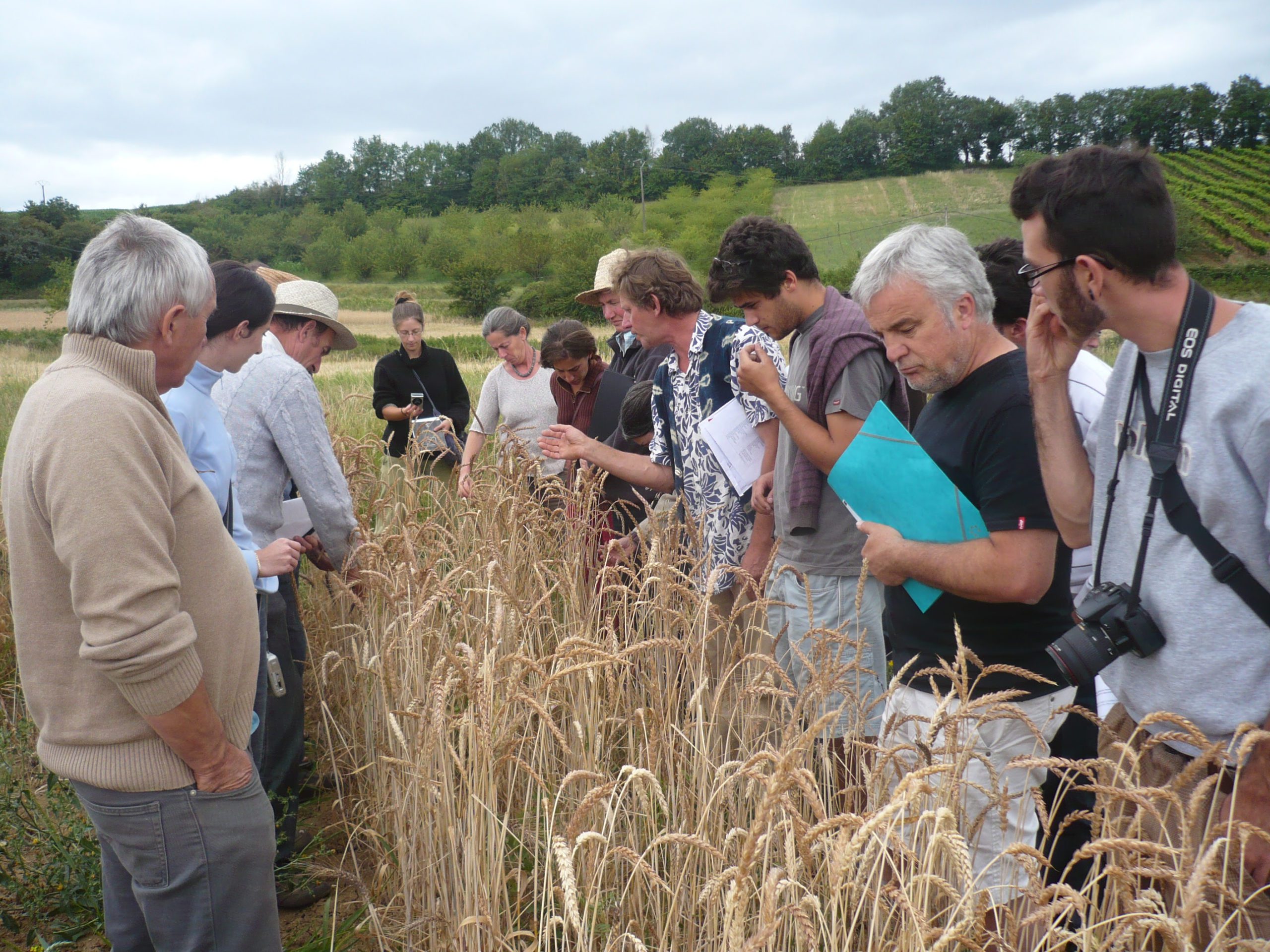 Tre anni del progetto CERERE, la rinascita delle filiere alternative dei cereali in Europa