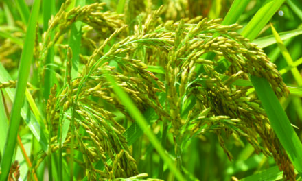 La domesticazione del riso