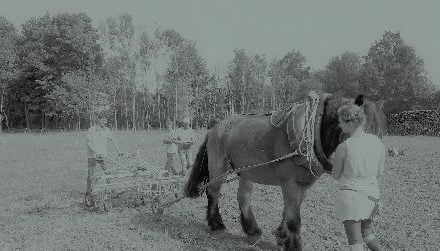 Trazione animale: ritorno al futuro?